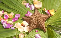 A starfish and flower petals on a large leaf