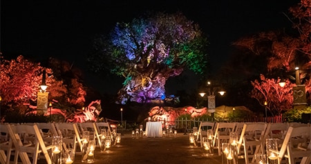 An outdoor wedding ceremony venue with floating candles and an altar in front of the Tree of Life at Disney's Animal Kingdom theme park